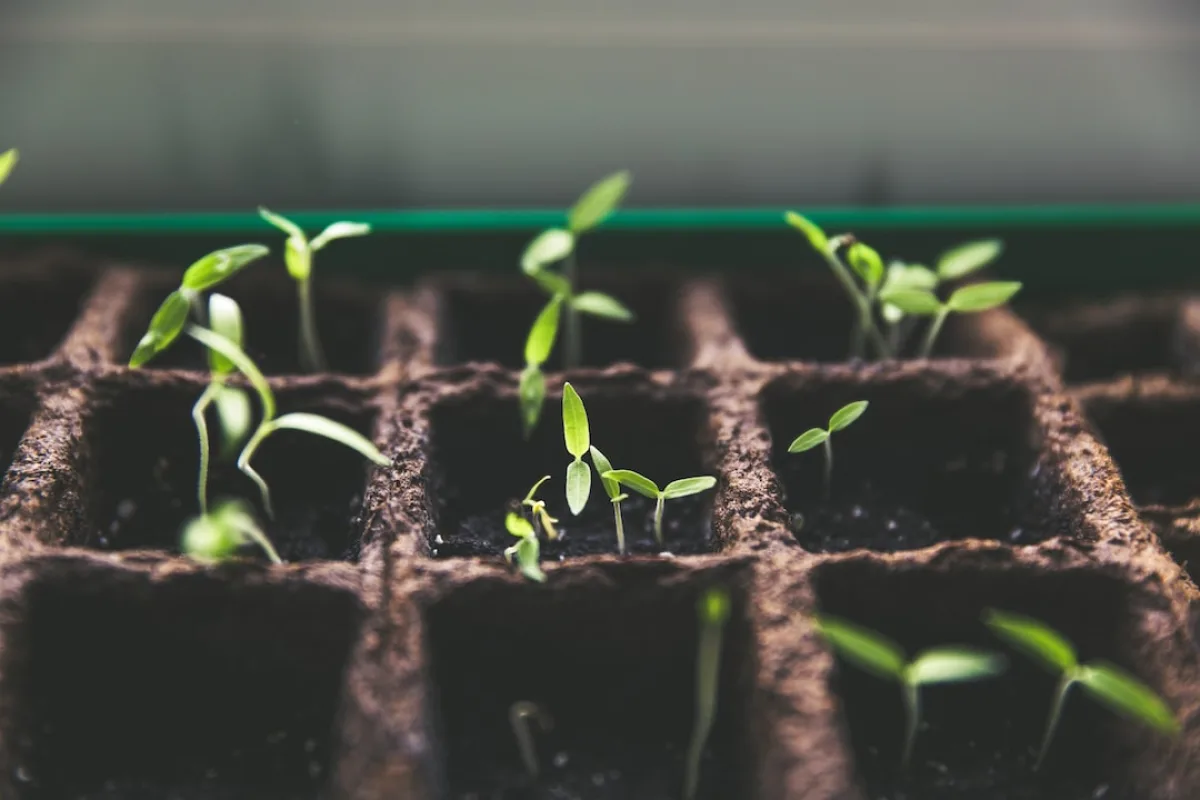 From Seed to Bloom: Healing the Root of Mental Health After Childhood Trauma