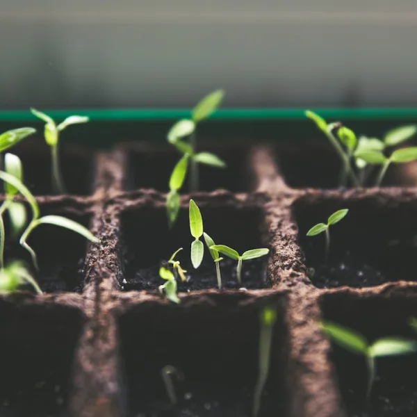 From Seed to Bloom: Healing the Root of Mental Health After Childhood Trauma